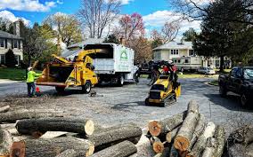 Why Choose Our Tree Removal Services in Parkland, FL?