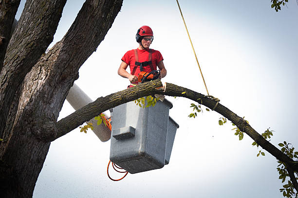 Reliable Parkland, FL  Tree Services Solutions